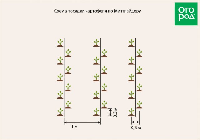 Схема посадки картошки